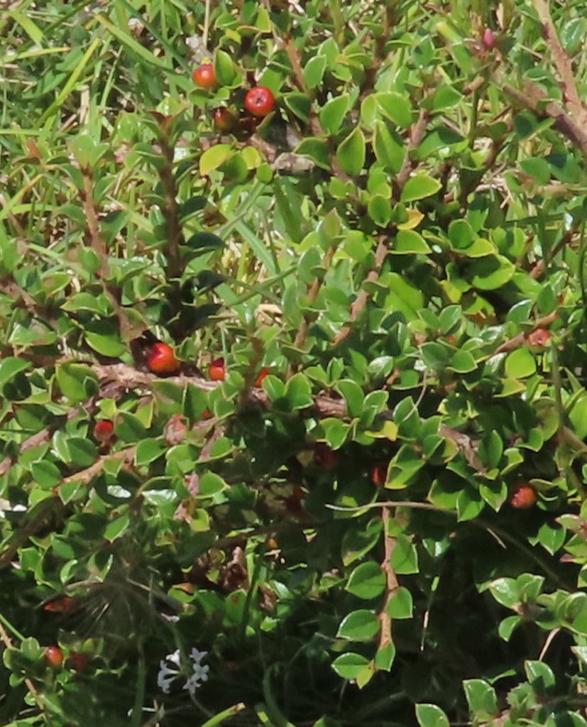 Cotoneaster
